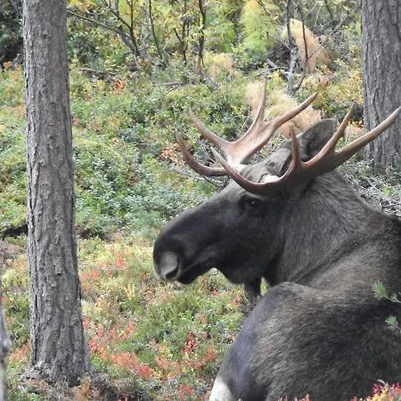 Signegarden - Midt I Fjellheimen - Tett Pa Fjord-norge Appartement